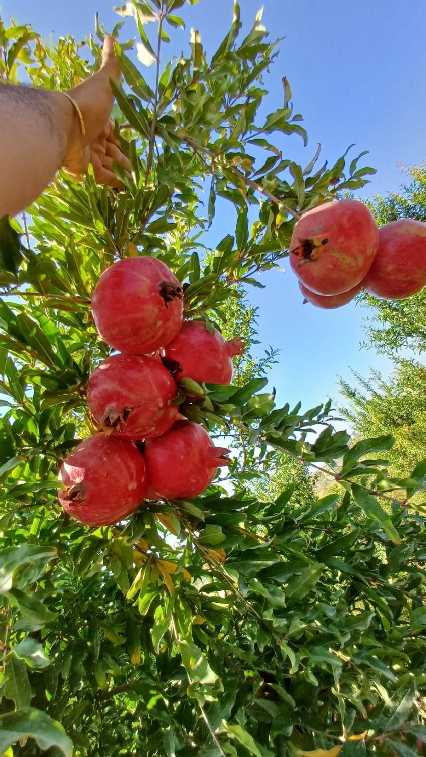 پژو 207 دنده‌ای - 1401