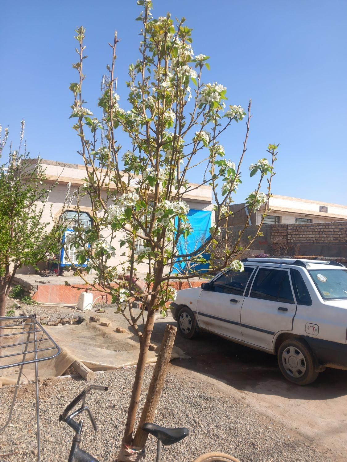 خودرو پراید، صبا آگهی ann_17978157