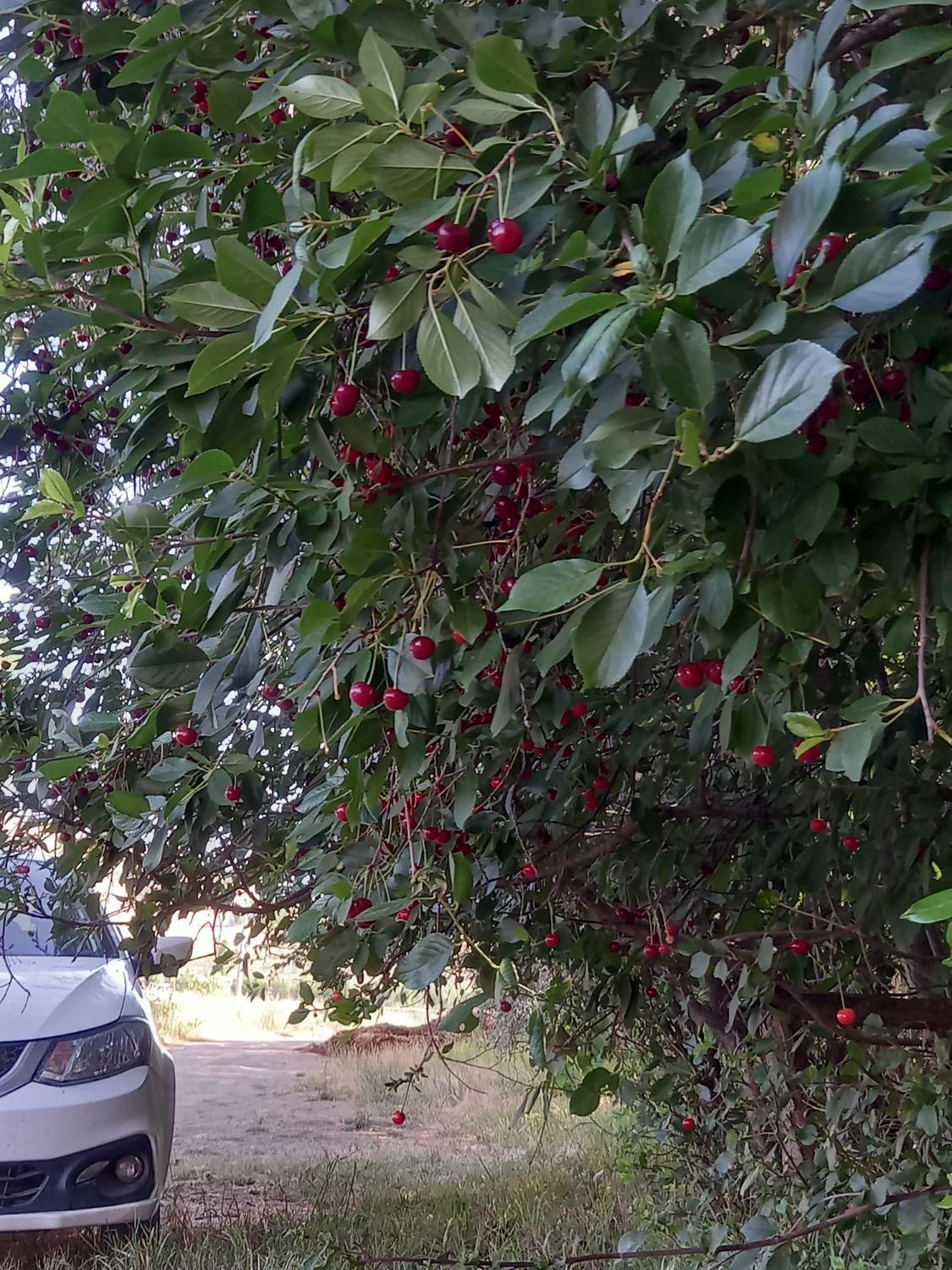 خودرو ساینا، S آگهی ann_18029631