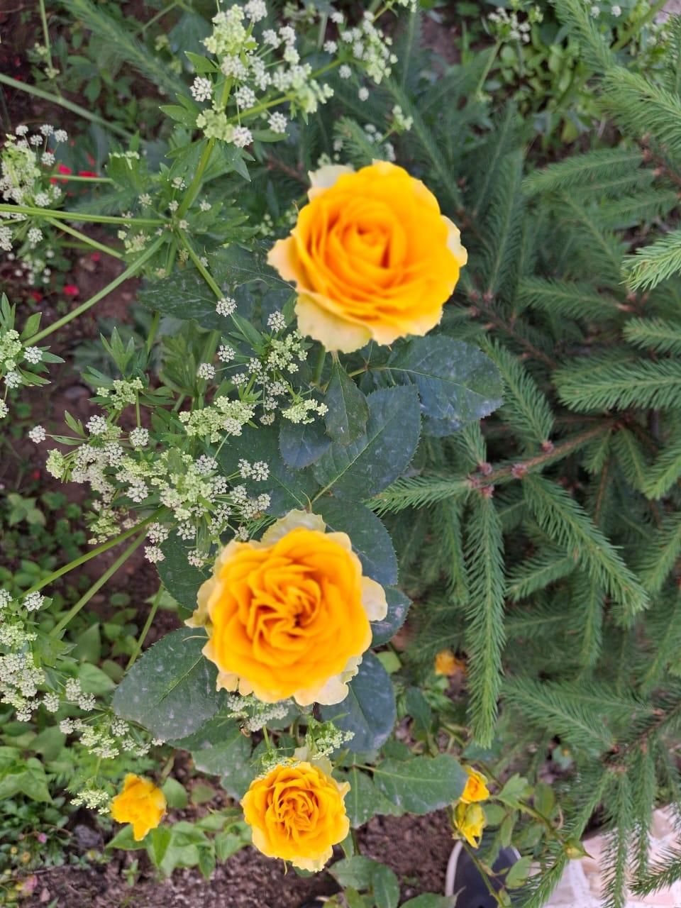 خودرو سمند، سورن پلاس آگهی ann_19403423