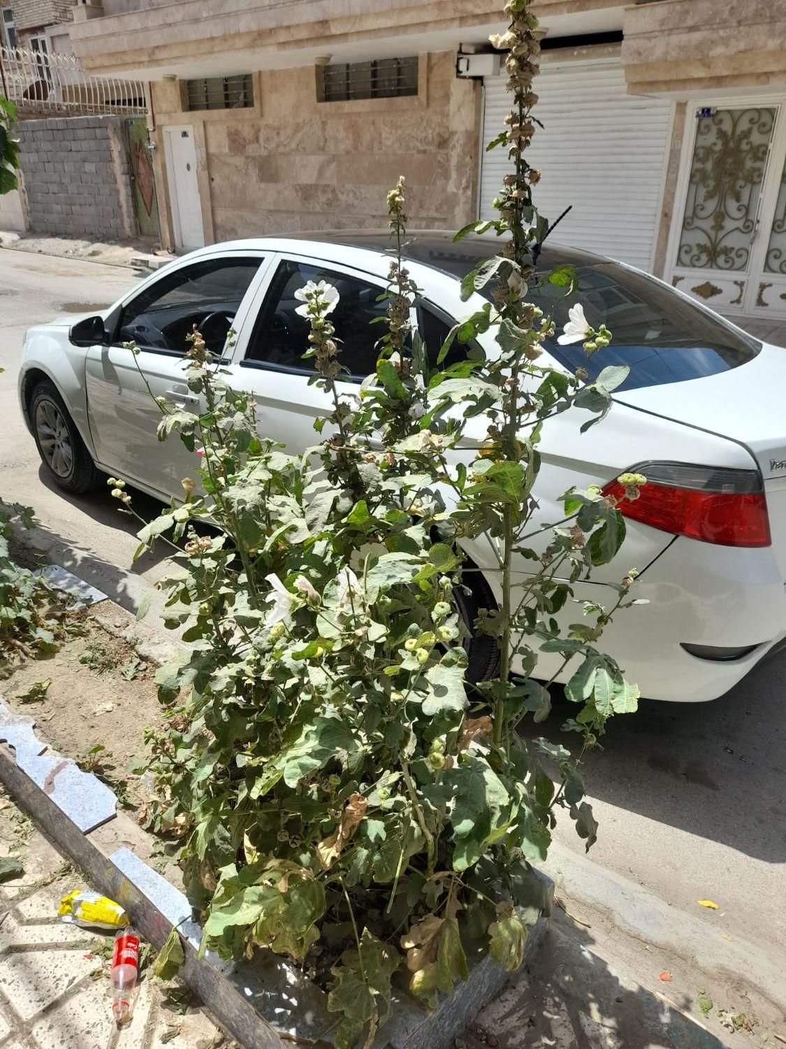 برلیانس H330 اتوماتیک 1650 - 1397