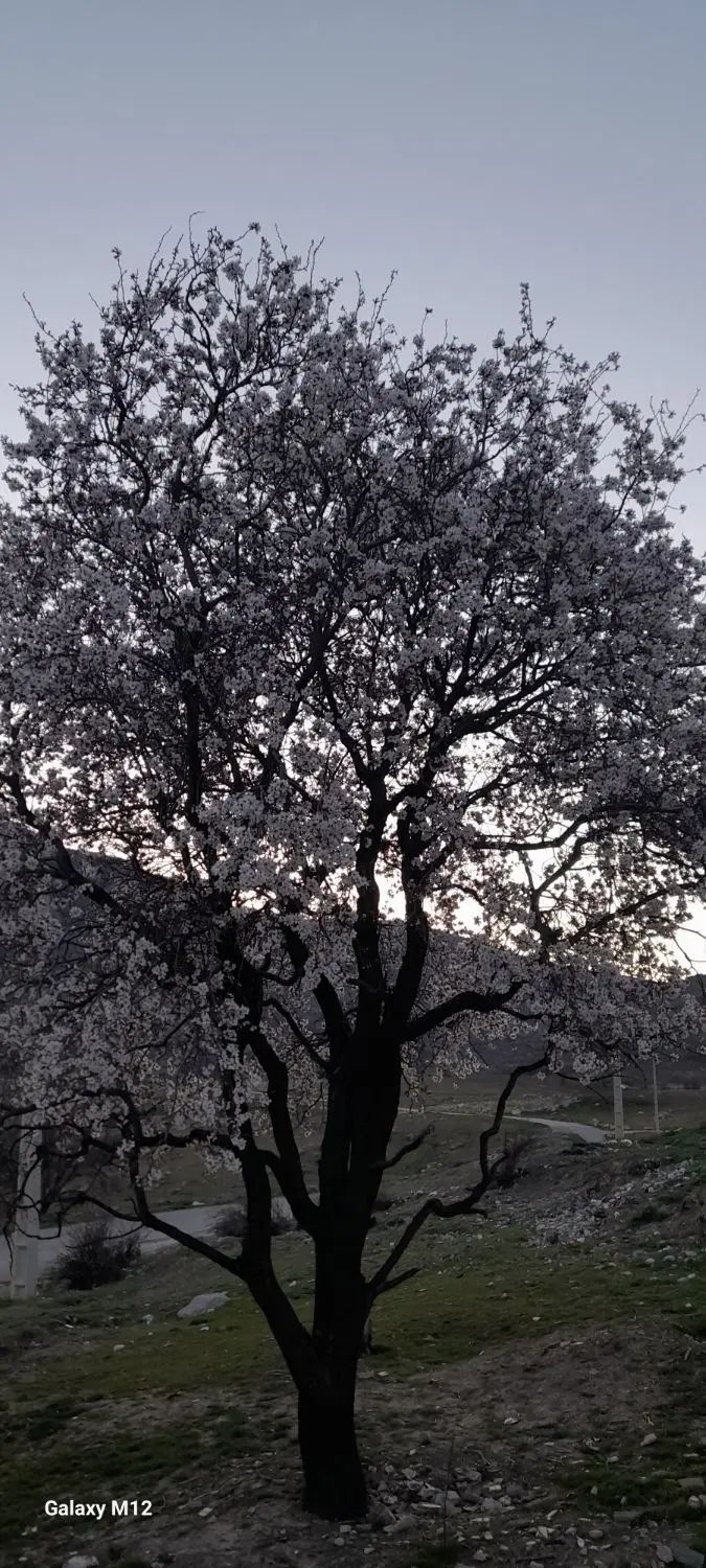 خودرو تارا، دنده‌ای آگهی ann_20000380