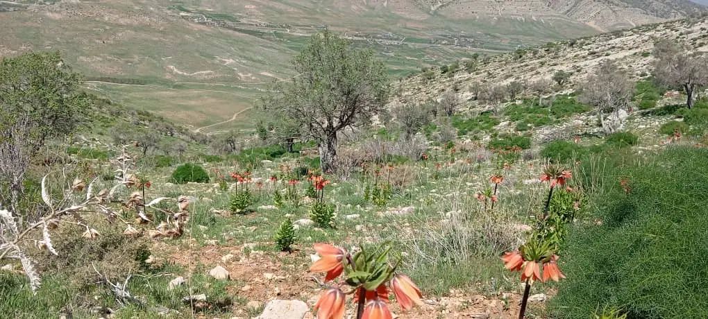 خودرو پراید، صبا آگهی ann_20063629