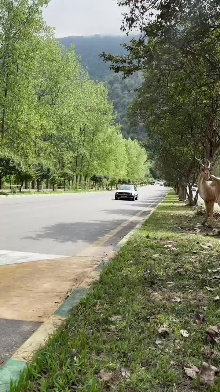 فولکس گلف ساده - 1373