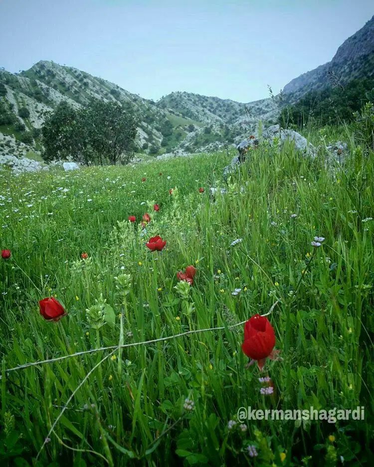 خودرو کوییک، R آگهی ann_20265896