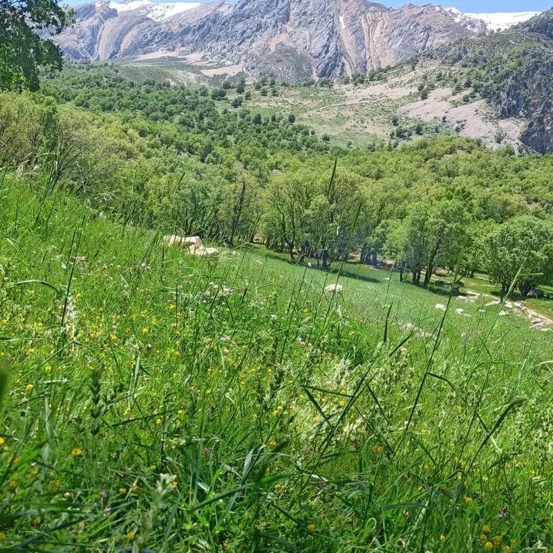 خودرو پراید، صبا آگهی ann_20414414