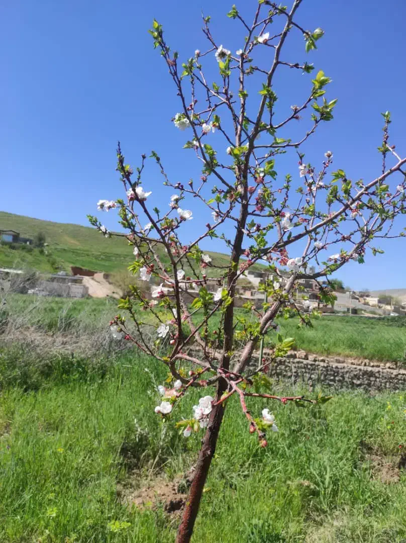 خودرو ساینا، S آگهی ann_20848600