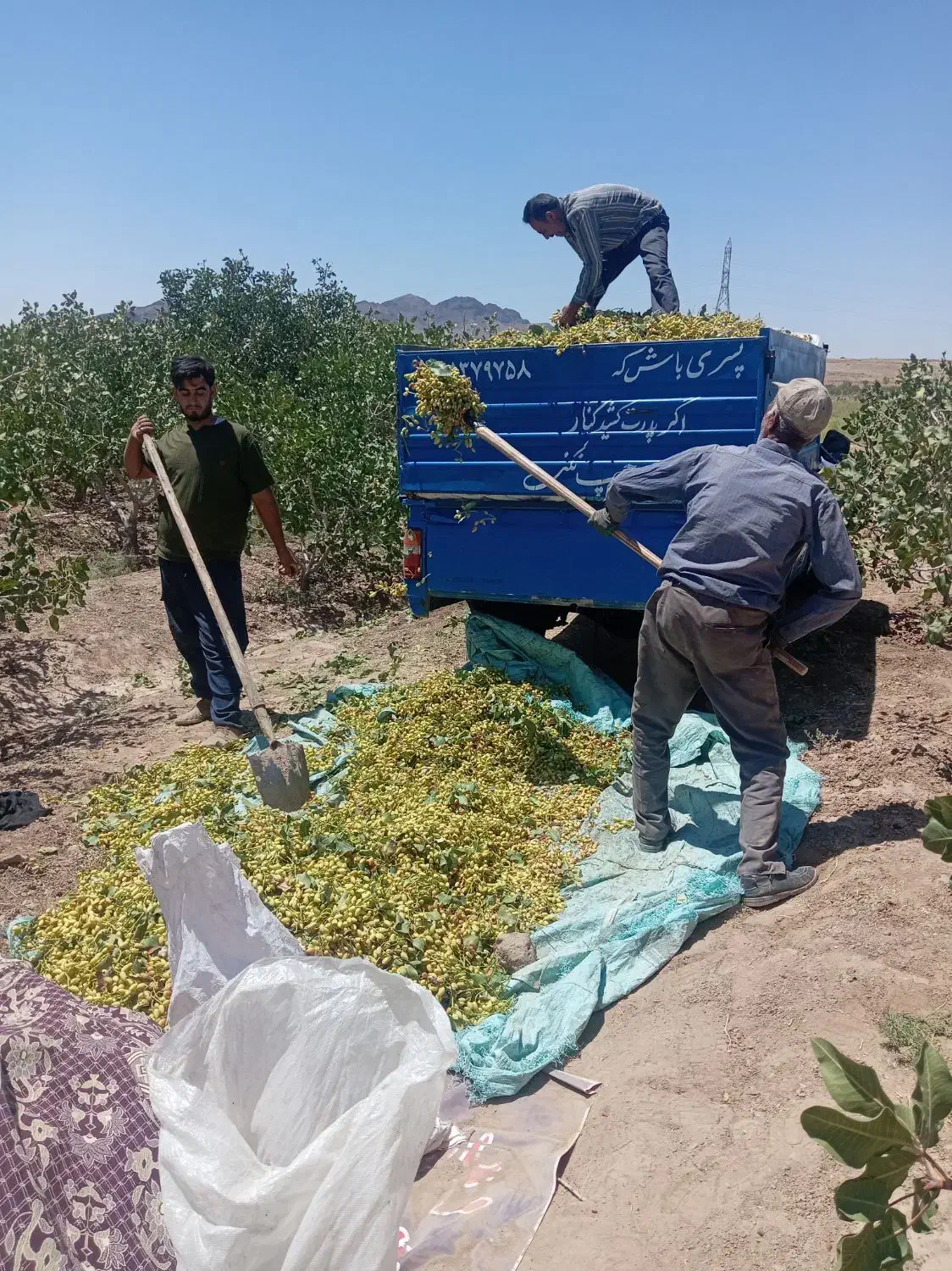 زامیاد وانت نیسانZ24 دوگانه سوز - 1384