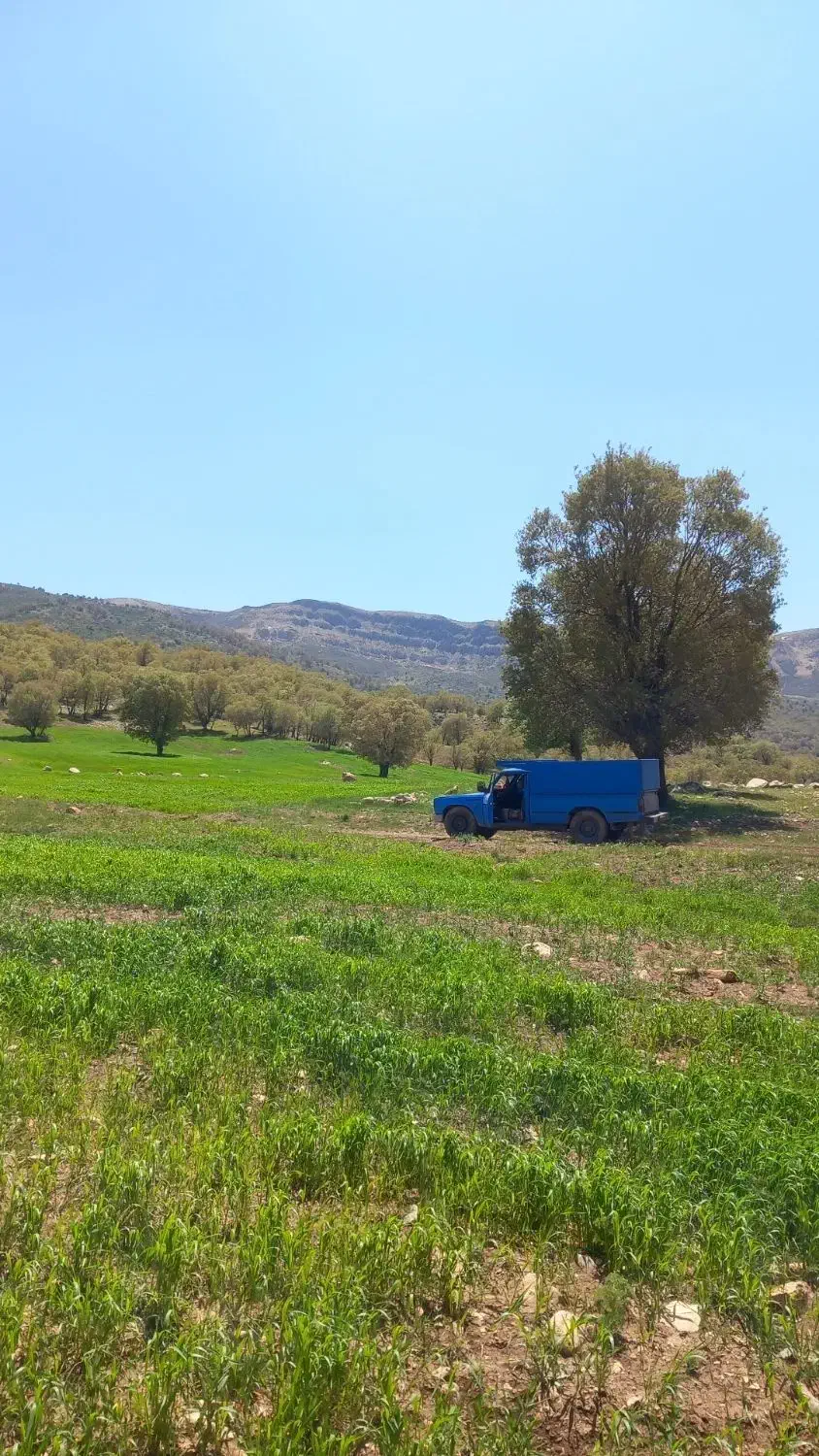 زامیاد وانت نیسانZ24 بنزینی - 1384