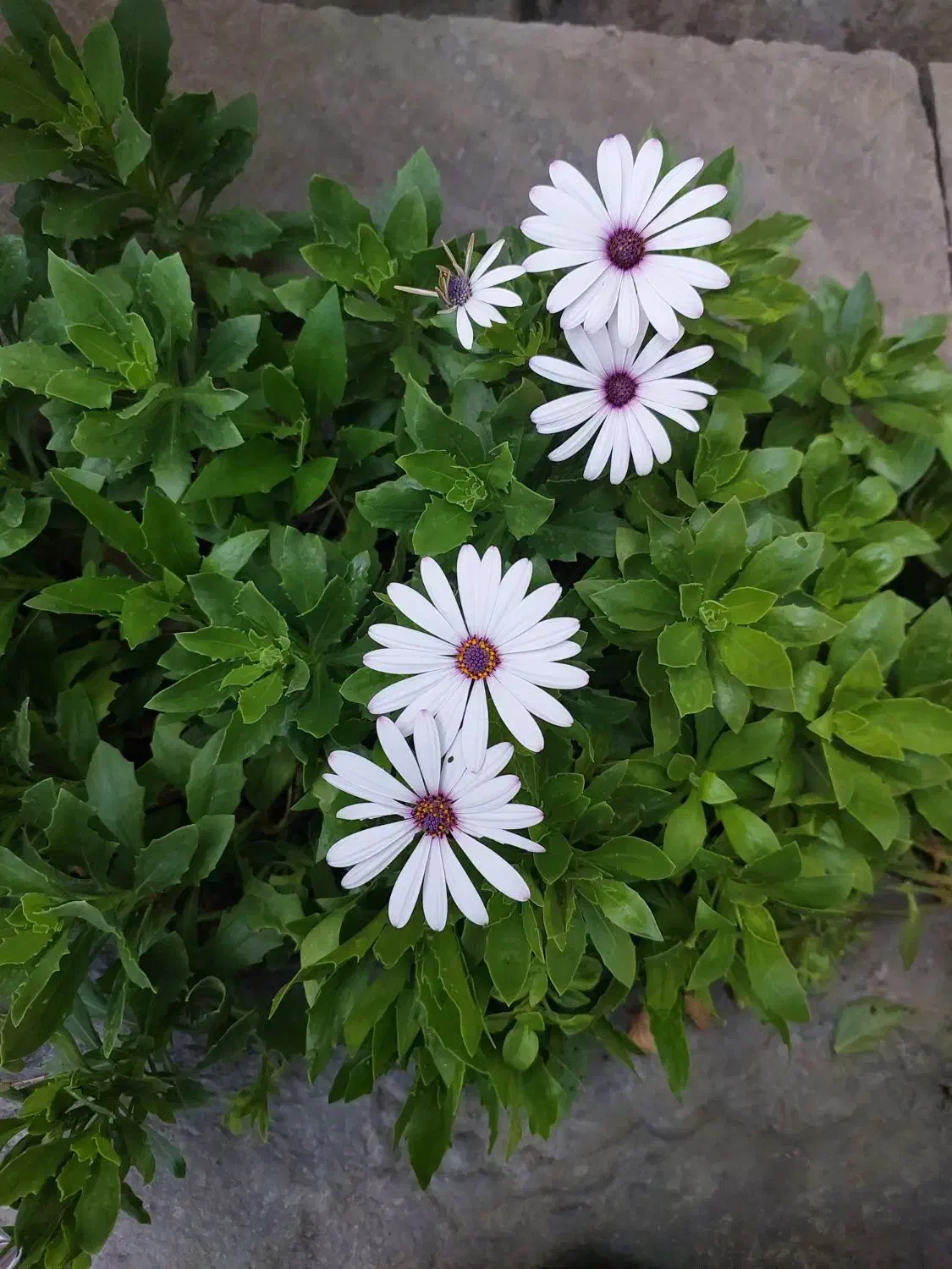 خودرو ساینا، S آگهی ann_20936804