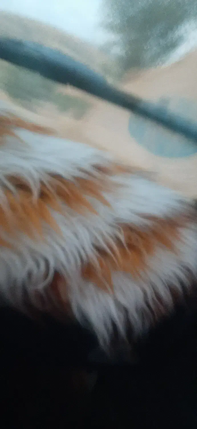 خودرو پیکان، سواری آگهی ann_20939429