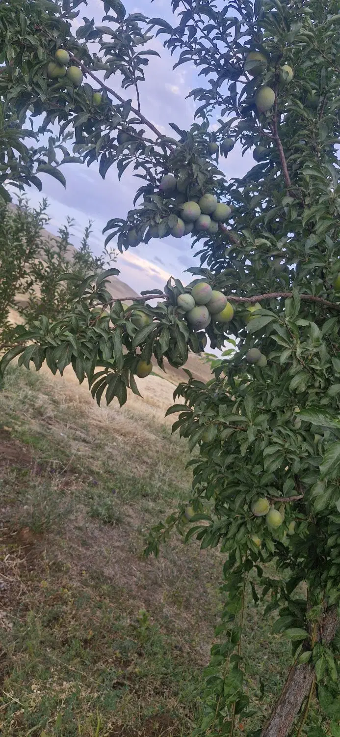 خودرو گک، Emzoom آگهی ann_25359900